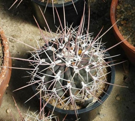 Ferocactus_rectispinus